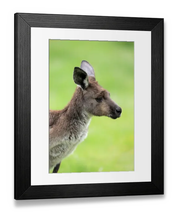 Framed Print : Western Grey Kangaroo (Macropus fuliginosus fuliginosus) Kangaroo Island subspecies, adult, close-up of head Framed Print : Western Grey Kangaroo (Macropus fuliginosus fuliginosus) Kangaroo Island subspecies, adult, close-up of head