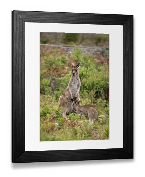 Framed Print : Eastern Grey Kangaroo (Macropus giganteus) adult female with young, looking into pouch, Wilsons Promontory N. P Framed Print : Eastern Grey Kangaroo (Macropus giganteus) adult female with young, looking into pouch, Wilsons Promontory N. P