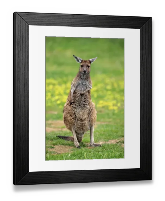 Framed Print : Western Grey Kangaroo (Macropus fuliginosus fuliginosus) Kangaroo Island subspecies, adult, grooming Framed Print : Western Grey Kangaroo (Macropus fuliginosus fuliginosus) Kangaroo Island subspecies, adult, grooming