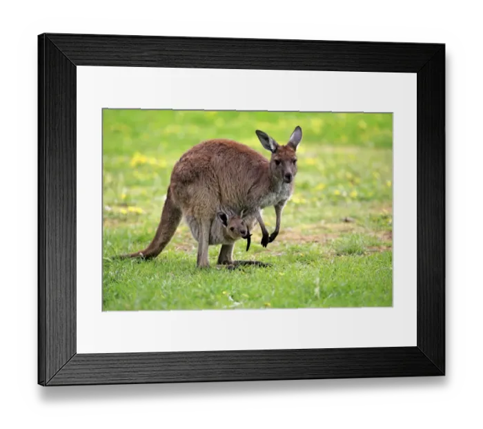 Framed Print : Western Grey Kangaroo (Macropus fuliginosus fuliginosus) Kangaroo Island subspecies, adult female and young Framed Print : Western Grey Kangaroo (Macropus fuliginosus fuliginosus) Kangaroo Island subspecies, adult female and young