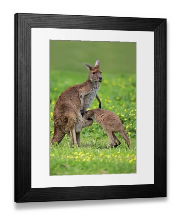 Framed Print : Western Grey Kangaroo (Macropus fuliginosus fuliginosus) Kangaroo Island subspecies, adult female and young