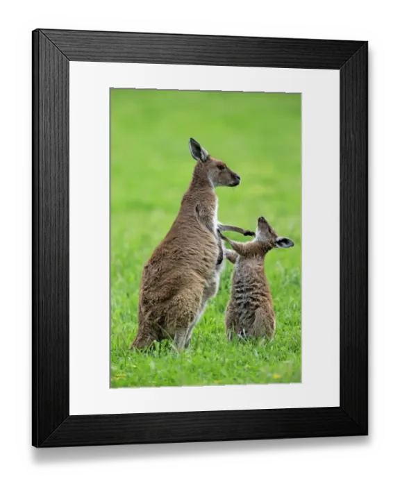 Framed Print : Western Grey Kangaroo (Macropus fuliginosus fuliginosus) Kangaroo Island subspecies, adult female and young Framed Print : Western Grey Kangaroo (Macropus fuliginosus fuliginosus) Kangaroo Island subspecies, adult female and young