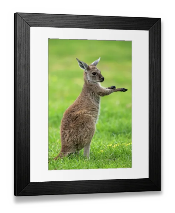 Framed Print : Western Grey Kangaroo (Macropus fuliginosus fuliginosus) Kangaroo Island subspecies, young, grooming, South Australia Framed Print : Western Grey Kangaroo (Macropus fuliginosus fuliginosus) Kangaroo Island subspecies, young, grooming, South Australia