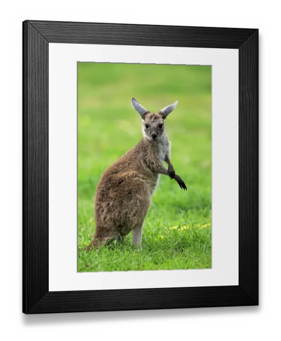 Framed Print : Western Grey Kangaroo (Macropus fuliginosus fuliginosus) Kangaroo Island subspecies, young, grooming, South Australia Framed Print : Western Grey Kangaroo (Macropus fuliginosus fuliginosus) Kangaroo Island subspecies, young, grooming, South Australia