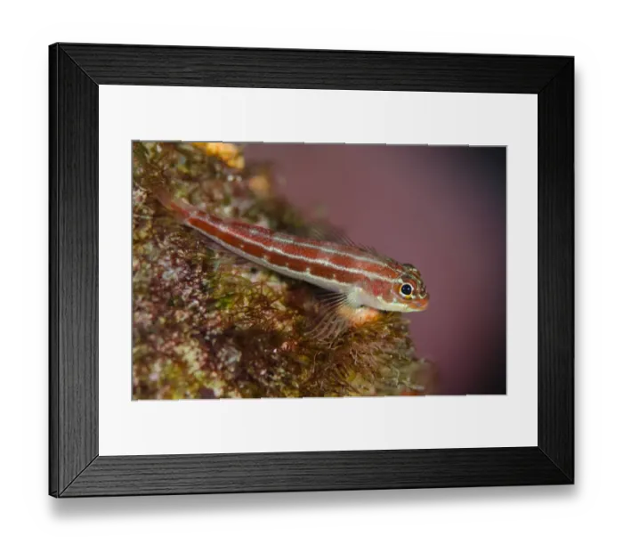 Framed Print : Striped Triplefin (Helcogramma striatum) adult, Tatawa Kecil, between Komodo and Flores Islands, Komodo N. P