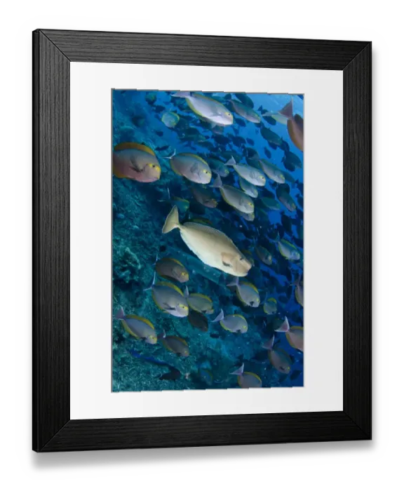 Framed Print : Humpnose Unicornfish (Naso tuberosus) adult, swimming amongst Elongate Surgeonfish (Acanthurus mata) shoal Framed Print : Humpnose Unicornfish (Naso tuberosus) adult, swimming amongst Elongate Surgeonfish (Acanthurus mata) shoal