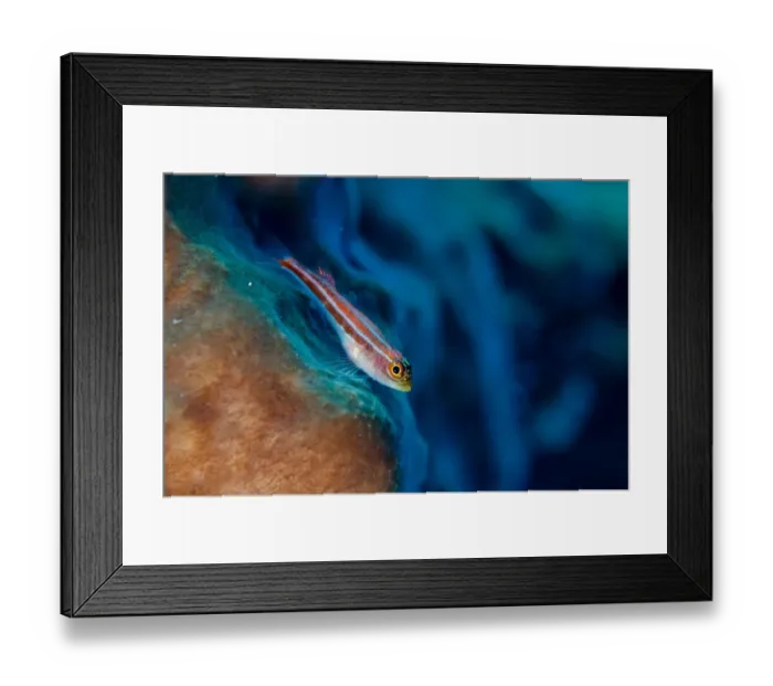 Framed Print : Striped Triplefin (Helcogramma striatum) adult, resting on sponge, Gili Lawa Laut, near Komodo Island, Komodo N. P Framed Print : Striped Triplefin (Helcogramma striatum) adult, resting on sponge, Gili Lawa Laut, near Komodo Island, Komodo N. P