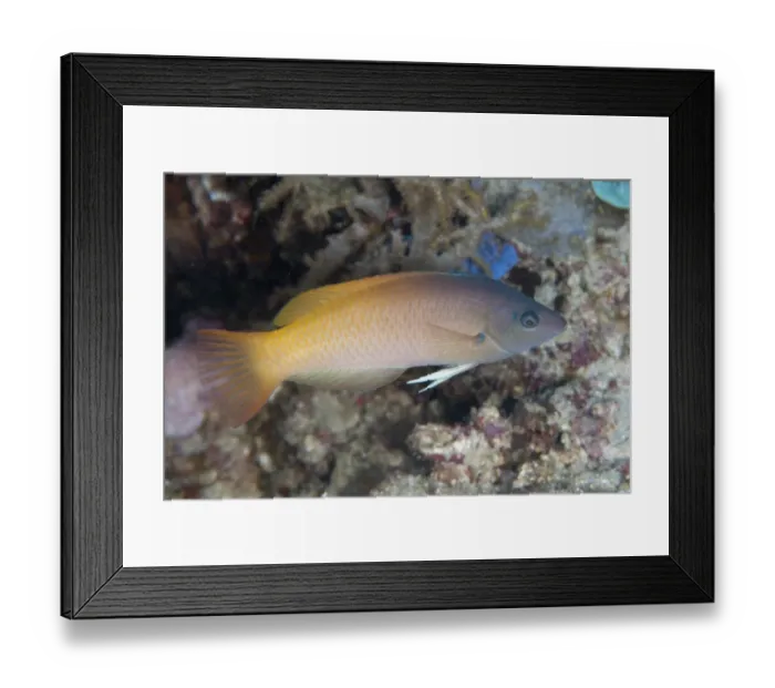 Framed Print : Twotone Wrasse (Halichoeres prosopeion) adult, Uhak Reef, Wetar Island, Barat Daya Islands, Lesser Sunda Islands Framed Print : Twotone Wrasse (Halichoeres prosopeion) adult, Uhak Reef, Wetar Island, Barat Daya Islands, Lesser Sunda Islands