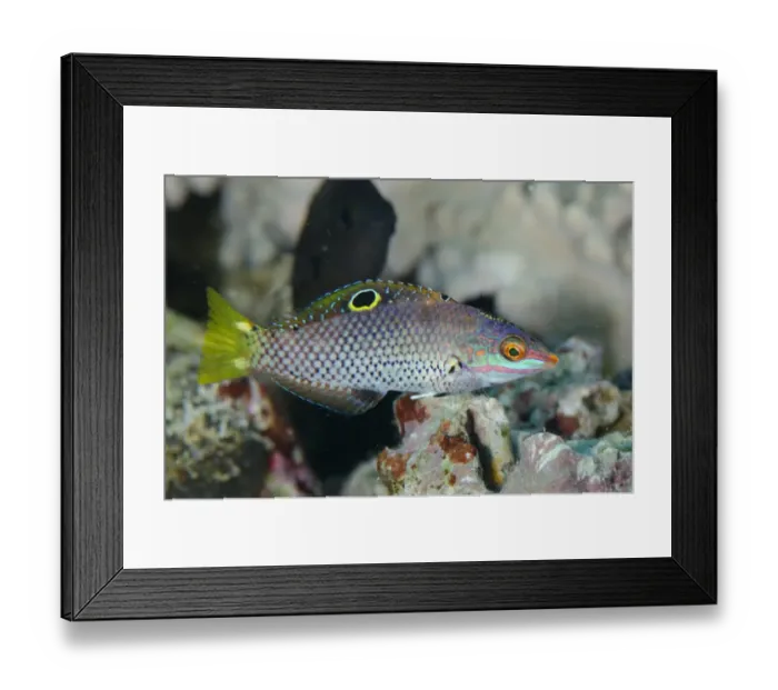 Framed Print : Checkerboard Wrasse (Halichoeres hortulanus) immature, swimming, Tatawa Besar, between Komodo and Flores Islands Framed Print : Checkerboard Wrasse (Halichoeres hortulanus) immature, swimming, Tatawa Besar, between Komodo and Flores Islands