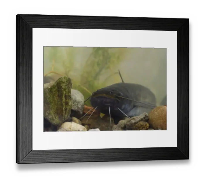 Framed Print : Wels Catfish (Silurus glanis) introduced species, adult, in tank, Nottingham, Nottinghamshire, England, October Framed Print : Wels Catfish (Silurus glanis) introduced species, adult, in tank, Nottingham, Nottinghamshire, England, October