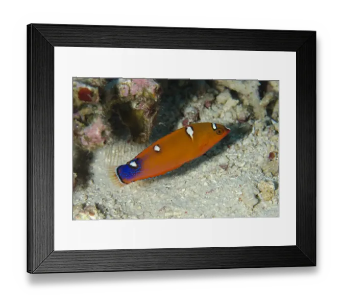 Framed Print : Yellowtail Coris Wrasse (Coris gaimard) juvenile, swimming, Sebayor Kecil, between Komodo and Flores Islands Framed Print : Yellowtail Coris Wrasse (Coris gaimard) juvenile, swimming, Sebayor Kecil, between Komodo and Flores Islands
