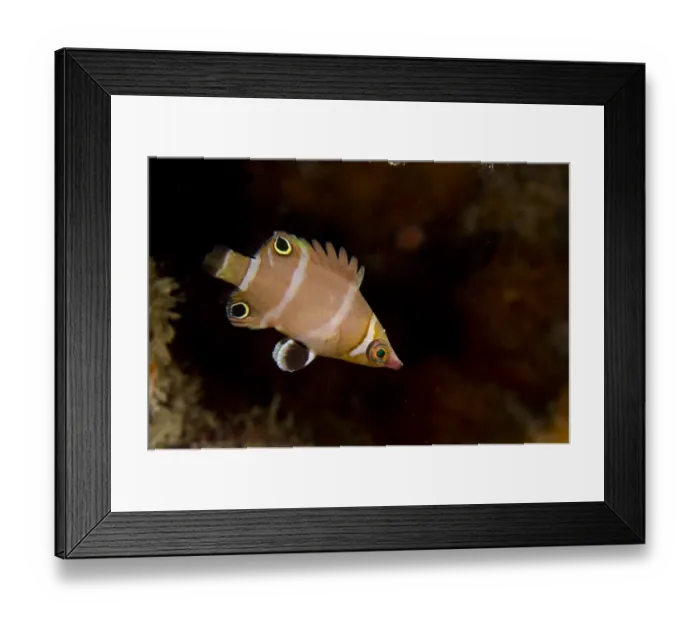 Framed Print : Blackspot Pygmy Wrasse (Wetmorella nigropinnata) juvenile, swimming, Sebayor Kecil, between Komodo and Flores Islands