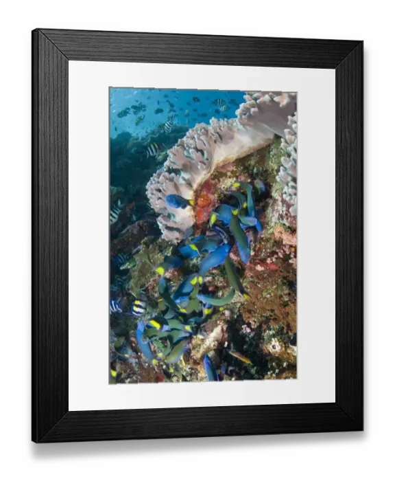 Framed Print : Moon Wrasse (Thalassoma lunare) shoal, feeding on Indo-Pacific Sergeant Major (Abudefduf vaigiensis) eggs, Batu Bulong Framed Print : Moon Wrasse (Thalassoma lunare) shoal, feeding on Indo-Pacific Sergeant Major (Abudefduf vaigiensis) eggs, Batu Bulong