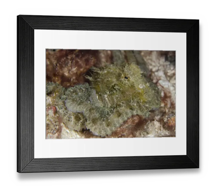 Framed Print : Algae Octopus (Abdopus aculeatus) adult, Rinca Island, Komodo N. P. Lesser Sunda Islands, Indonesia, July