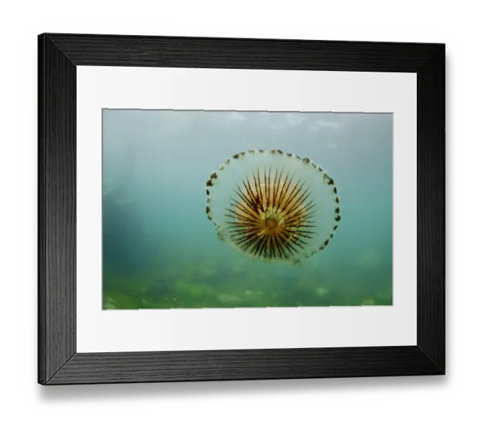 Framed Print : Compass Jellyfish (Chrysaora hysoscella) adult, swimming near coast, Falmouth, Cornwall, England, August Framed Print : Compass Jellyfish (Chrysaora hysoscella) adult, swimming near coast, Falmouth, Cornwall, England, August