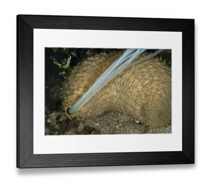 Framed Print : Light-sensitive Sea Cucumber (Holothuria impatiens) adult, extruding sticky defensive cuivierian respiratory tubules Framed Print : Light-sensitive Sea Cucumber (Holothuria impatiens) adult, extruding sticky defensive cuivierian respiratory tubules