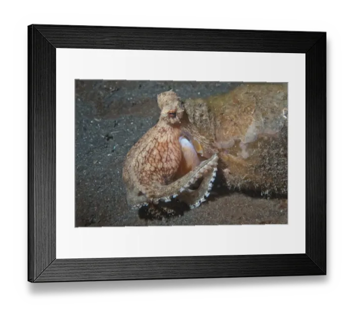 Framed Print : Veined Octopus (Amphioctopus marginatus) adult, sheltering in bottle, catching hermit crab on black sand, Hei Nus Framed Print : Veined Octopus (Amphioctopus marginatus) adult, sheltering in bottle, catching hermit crab on black sand, Hei Nus