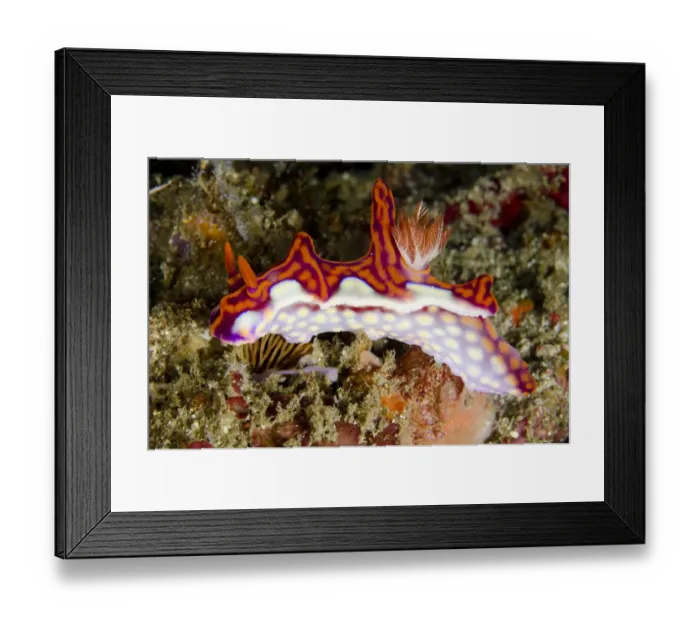 Framed Print : Magnificent Ceratosoma Nudibranch (Ceratosoma magnificum) adult, Horseshoe Bay, Nusa Kode, Rinca Island, Komodo N. P Framed Print : Magnificent Ceratosoma Nudibranch (Ceratosoma magnificum) adult, Horseshoe Bay, Nusa Kode, Rinca Island, Komodo N. P