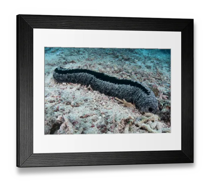 Framed Print : Lollyfish Sea Cucumber (Holothuria atra) adult, Nusa Penida, Bali, Lesser Sunda Islands, Indonesia, October Framed Print : Lollyfish Sea Cucumber (Holothuria atra) adult, Nusa Penida, Bali, Lesser Sunda Islands, Indonesia, October