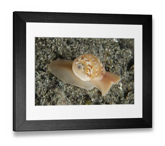 Framed Print : Beautifully-banded Moonsnail (Natica euzona) adult, on sand at night, Horseshoe Bay, Nusa Kode, Rinca Island Framed Print : Beautifully-banded Moonsnail (Natica euzona) adult, on sand at night, Horseshoe Bay, Nusa Kode, Rinca Island