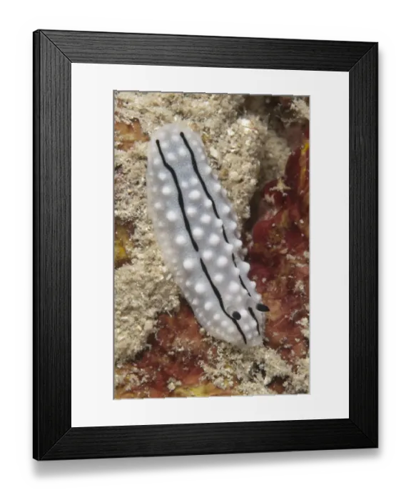 Framed Print : Rudmans Phyllidiella Nudibranch (Phyllidiella rudmani) adult, Pulau Putri, Thousand Islands, Jakarta, Java Framed Print : Rudmans Phyllidiella Nudibranch (Phyllidiella rudmani) adult, Pulau Putri, Thousand Islands, Jakarta, Java