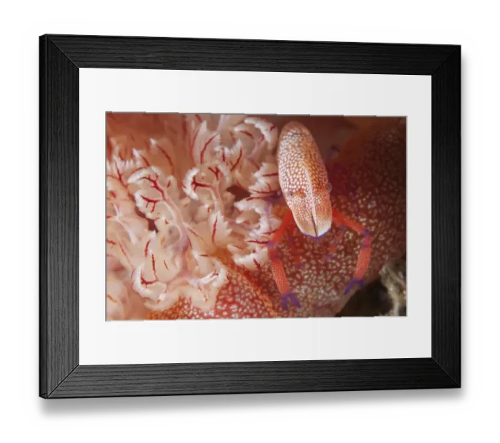 Framed Print : Imperial Shrimp (Periclimenes imperator) adult, on Spanish Dancer (Hexabranchus sanguineus) beside gills at night Framed Print : Imperial Shrimp (Periclimenes imperator) adult, on Spanish Dancer (Hexabranchus sanguineus) beside gills at night