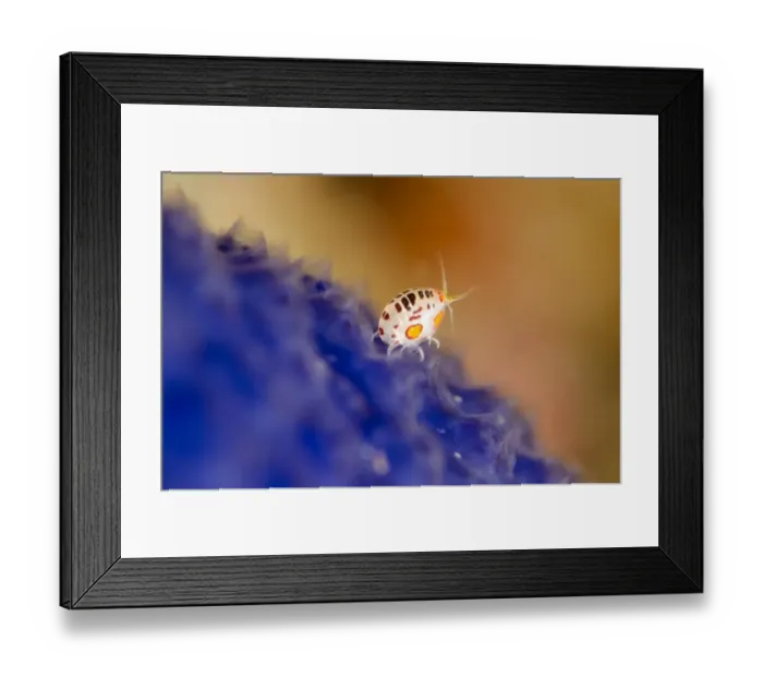 Framed Print : Ladybug Amphipod (Cyproideidae sp. ) adult, on blue seasquirt, Horseshoe Bay, Nusa Kode, Rinca Island, Komodo N. P Framed Print : Ladybug Amphipod (Cyproideidae sp. ) adult, on blue seasquirt, Horseshoe Bay, Nusa Kode, Rinca Island, Komodo N. P