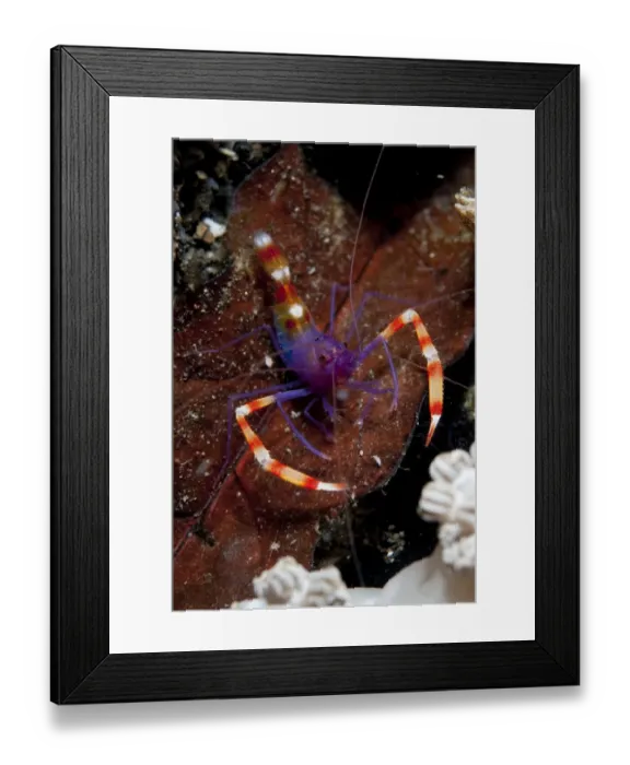 Framed Print : Boxer Shrimp (Stenopus tenuirostris) adult, at night, Aer Perang, Lembeh Straits, Sulawesi, Greater Sunda Islands Framed Print : Boxer Shrimp (Stenopus tenuirostris) adult, at night, Aer Perang, Lembeh Straits, Sulawesi, Greater Sunda Islands