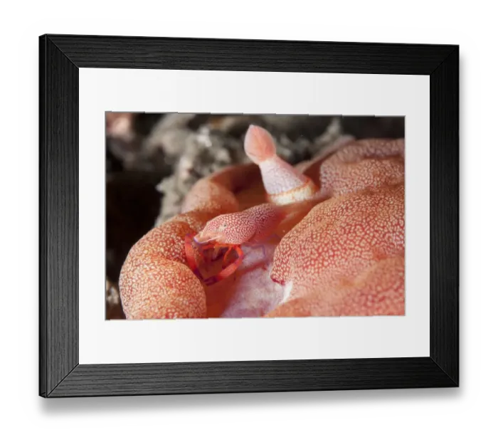 Framed Print : Imperial Shrimp (Periclimenes imperator) adult, on Spanish Dancer (Hexabranchus sanguineus) beside rhinophore at night