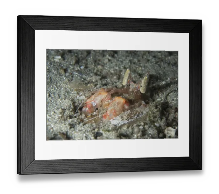 Framed Print : Lisas Mantis Shrimp (Lysiosquillina lisa) adult, at burrow entrance, Gili Lawa Darat Bay, near Komodo Island