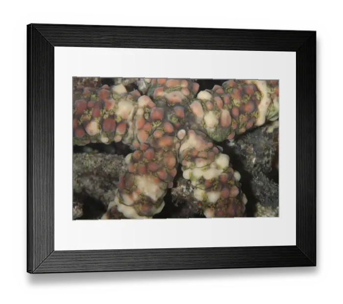 Framed Print : Warty Starfish (Echinaster callosus) adult, close-up of central disc and arms, Raja Ampat Islands (Four Kings) Framed Print : Warty Starfish (Echinaster callosus) adult, close-up of central disc and arms, Raja Ampat Islands (Four Kings)