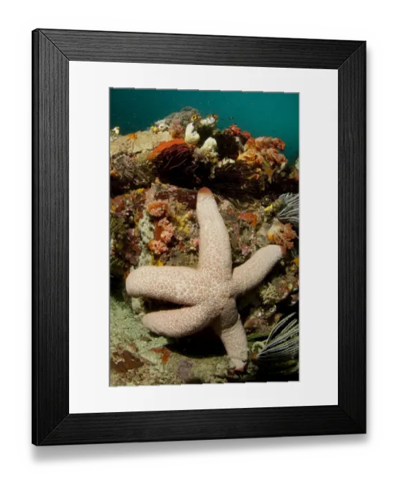 Framed Print : Catalas Starfish (Thromidia catalai) adult, Rinca Island, Komodo N. P. Lesser Sunda Islands, Indonesia, July Framed Print : Catalas Starfish (Thromidia catalai) adult, Rinca Island, Komodo N. P. Lesser Sunda Islands, Indonesia, July