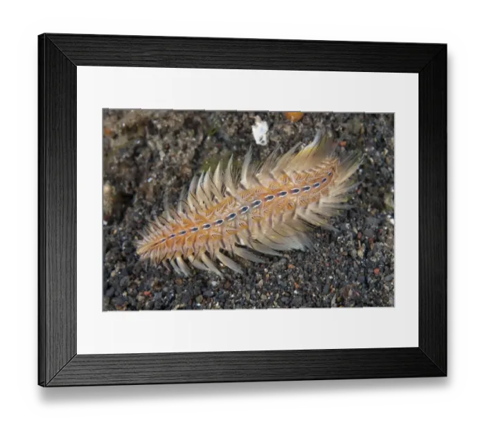 Framed Print : Golden Bristle Worm (Chloeia flava) adult, on black sand at night, Jahir, Lembeh Straits, Sulawesi Framed Print : Golden Bristle Worm (Chloeia flava) adult, on black sand at night, Jahir, Lembeh Straits, Sulawesi