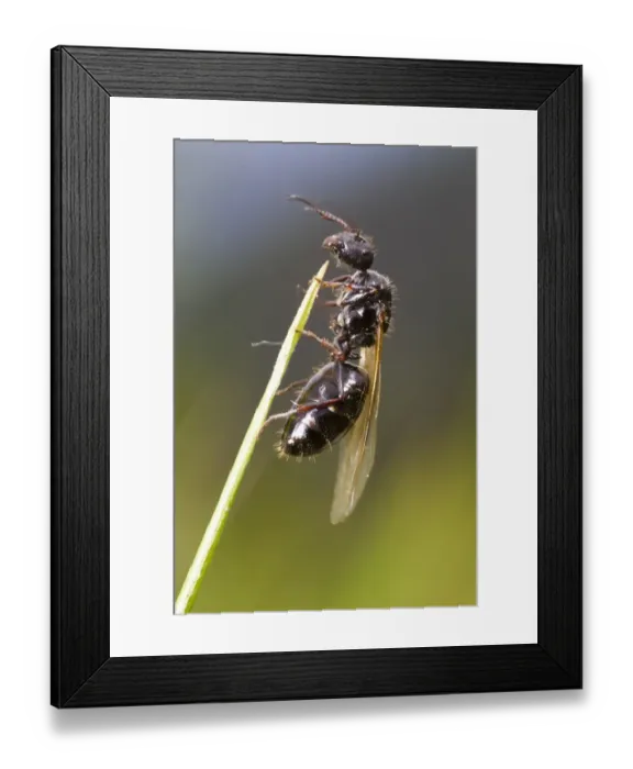 Framed Print : Carpenter Ant (Camponotus piceus) winged adult, queen about to fly on nuptial flight, Ariege Pyrenees, Midi-Pyrenees Framed Print : Carpenter Ant (Camponotus piceus) winged adult, queen about to fly on nuptial flight, Ariege Pyrenees, Midi-Pyrenees