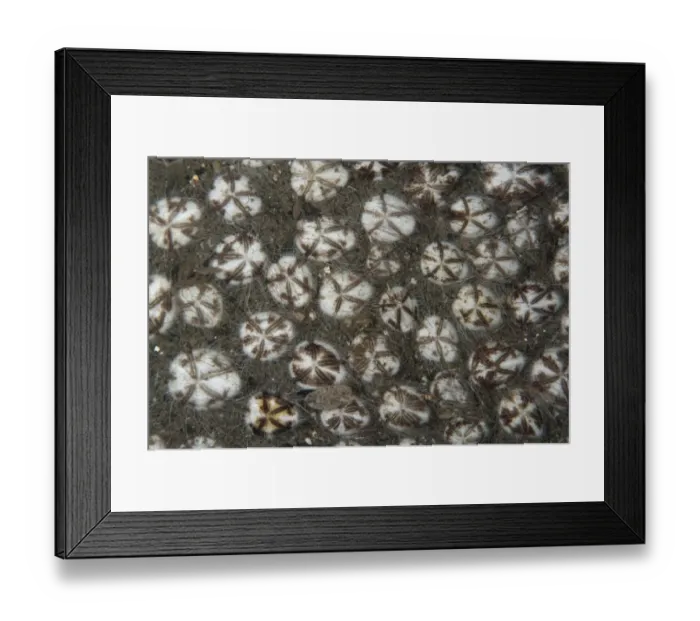 Framed Print : Hearth Heart Urchin (Maretia planulata) adults, group on black sand, Manado, Sulawesi, Greater Sunda Islands