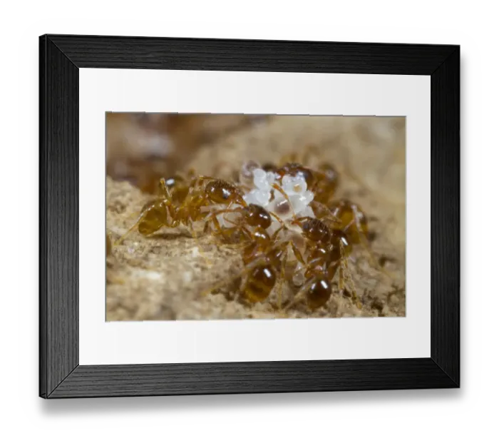 Framed Print : Mediterranean Dimorphic Ant (Pheidole pallidula) adults, workers tending larvae and eggs in nest, Ile St Framed Print : Mediterranean Dimorphic Ant (Pheidole pallidula) adults, workers tending larvae and eggs in nest, Ile St