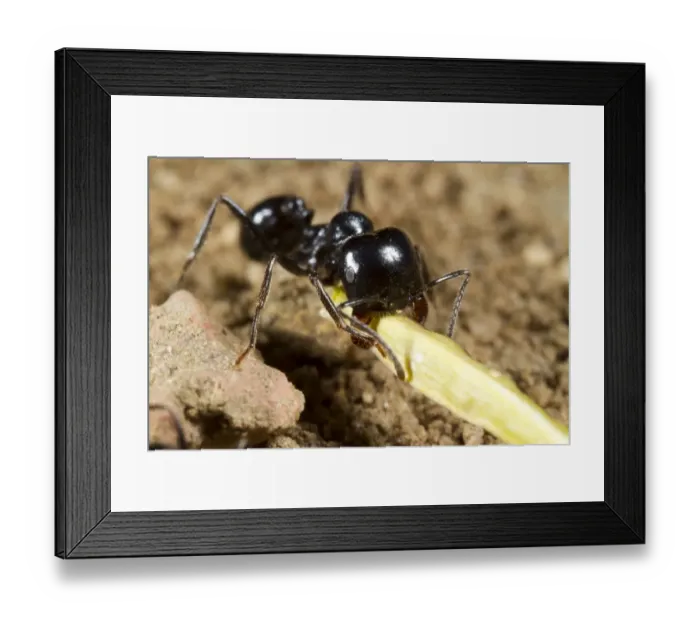 Framed Print : Harvester Ant (Messor bouvieri) adult, median worker carrying seed back to nest, Montagne de la Clape, Aude Framed Print : Harvester Ant (Messor bouvieri) adult, median worker carrying seed back to nest, Montagne de la Clape, Aude