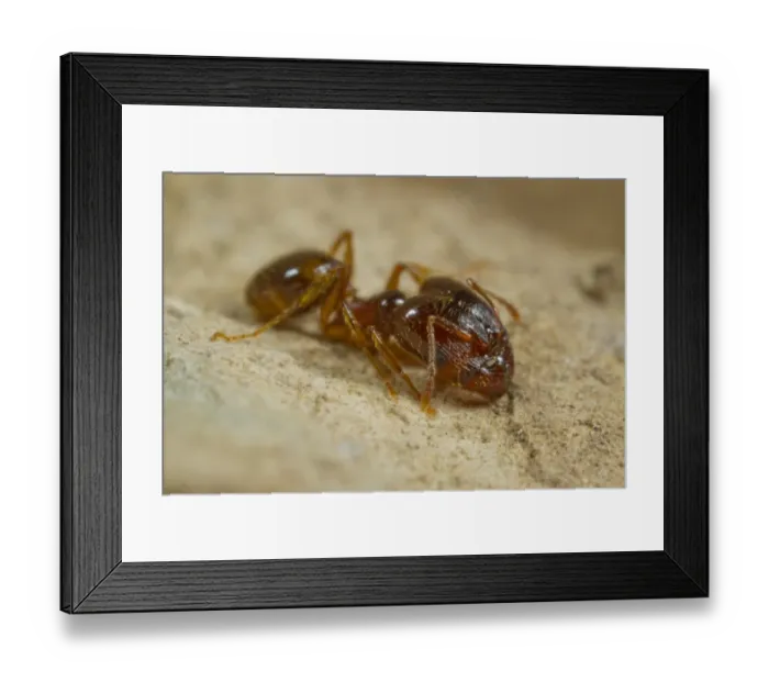 Framed Print : Mediterranean Dimorphic Ant (Pheidole pallidula) adult, large-headed worker, caste chew seeds to feed colony, Ile St Framed Print : Mediterranean Dimorphic Ant (Pheidole pallidula) adult, large-headed worker, caste chew seeds to feed colony, Ile St
