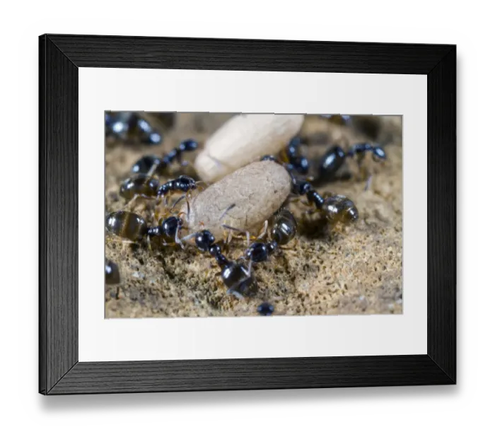 Framed Print : Ant (Plagiolepis pygmae) adults, workers with cocoons of sexual stages in nest, Ile St Framed Print : Ant (Plagiolepis pygmae) adults, workers with cocoons of sexual stages in nest, Ile St