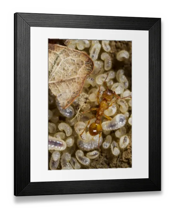 Framed Print : Common Elbowed Red Ant (Myrmica scabrinodis) adult, worker with larvae of varying sizes in nest, Powys, Wales, April Framed Print : Common Elbowed Red Ant (Myrmica scabrinodis) adult, worker with larvae of varying sizes in nest, Powys, Wales, April