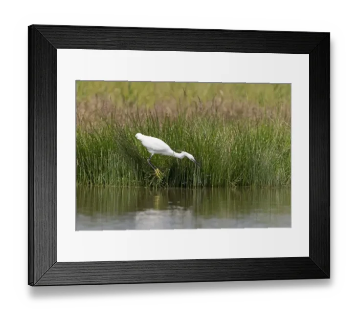 Framed Print : Little Egret (Egretta garzetta) adult, breeding plumage, hunting damselflies, standing at edge of water, Suffolk Framed Print : Little Egret (Egretta garzetta) adult, breeding plumage, hunting damselflies, standing at edge of water, Suffolk