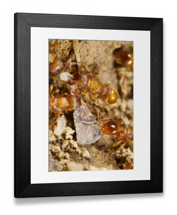 Framed Print : Common Elbowed Red Ant (Myrmica scabrinodis) adults, workers moving larvae in nest, Powys, Wales, April