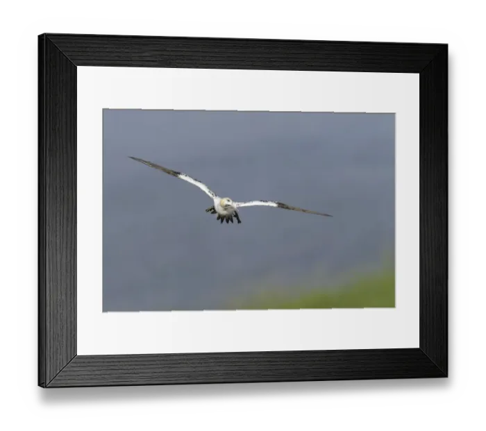 Framed Print : Northern Gannet (Morus bassanus) sub-adult, third winter plumage, in flight over cliff, Bempton Cliffs RSPB Reserve