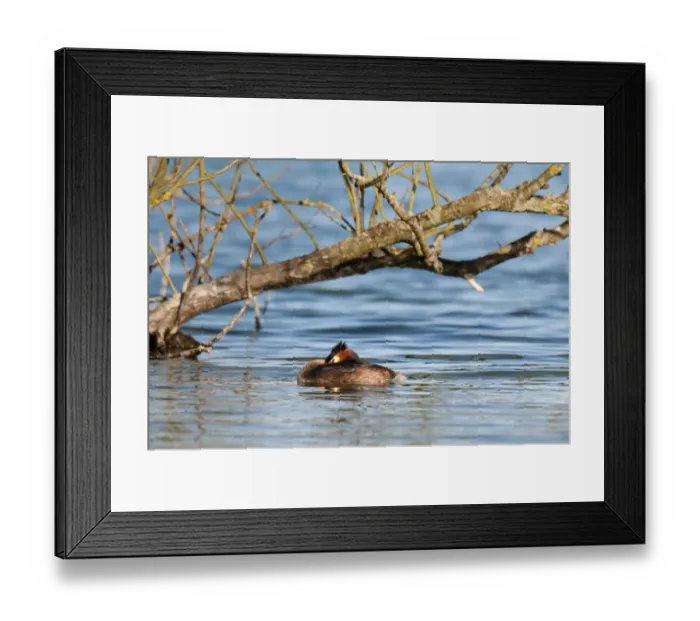 Framed Print : Great Crested Grebe (Podiceps cristatus) adult, breeding plumage, resting on main lake, Sevenoaks Wildlife Reserve Framed Print : Great Crested Grebe (Podiceps cristatus) adult, breeding plumage, resting on main lake, Sevenoaks Wildlife Reserve