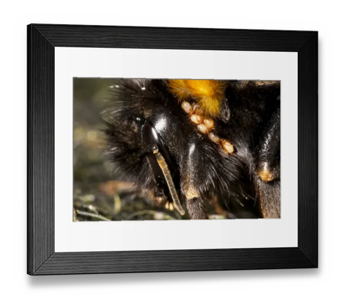 Framed Print : Buff-tailed Bumblebee (Bombus terrestris) adult, close-up of head, with infestation of mites, in garden, Sowerby