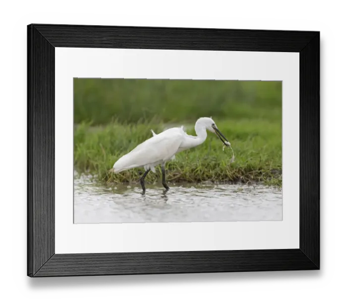 Framed Print : Little Egret (Egretta garzetta) adult, feeding on fish with one escaping from beak, standing in water, Suffolk Framed Print : Little Egret (Egretta garzetta) adult, feeding on fish with one escaping from beak, standing in water, Suffolk