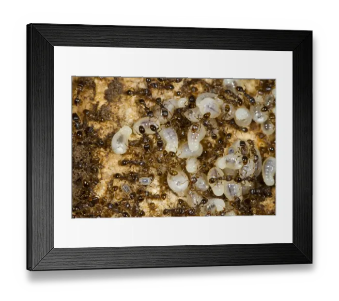 Framed Print : Pavement Ant (Tetramorium caespitum) adults, workers with large larvae in nest, Causse de Gramat, Massif Central Framed Print : Pavement Ant (Tetramorium caespitum) adults, workers with large larvae in nest, Causse de Gramat, Massif Central