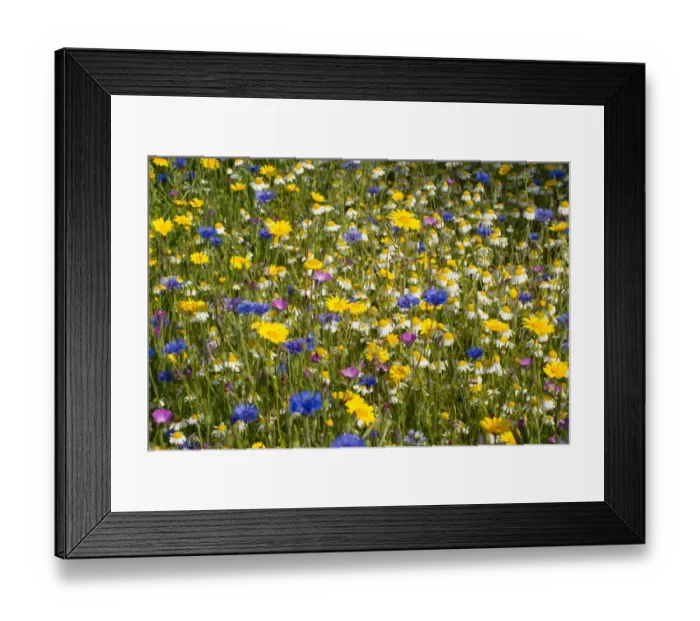 Framed Print : Corn Marigold (Chrysanthemum segetum), Corncockle (Agrostemma githago), Corn Chamomile (Anthemis arvensis) Framed Print : Corn Marigold (Chrysanthemum segetum), Corncockle (Agrostemma githago), Corn Chamomile (Anthemis arvensis)