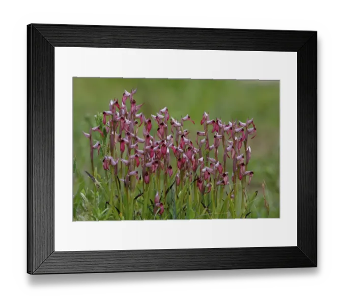 Framed Print : Tongue Orchid (Serapias lingua) flowering, group growing on roadside verge, Corsica, France, April Framed Print : Tongue Orchid (Serapias lingua) flowering, group growing on roadside verge, Corsica, France, April
