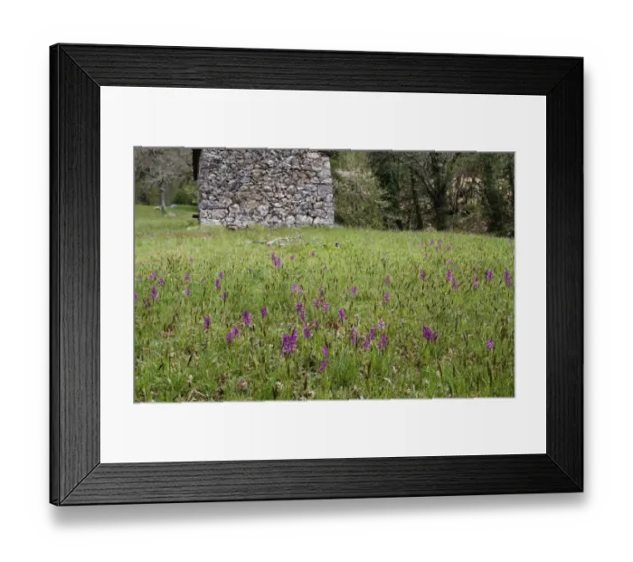 Framed Print : Green-winged Orchid (Orchis morio) flowering, mass growing in mountain meadow habitat, Corsica, France, April Framed Print : Green-winged Orchid (Orchis morio) flowering, mass growing in mountain meadow habitat, Corsica, France, April